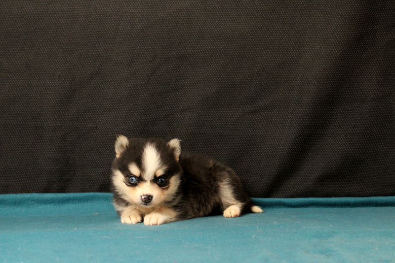 puppy, for, sale, Pomsky, Matthew B. Stoltzfus, dog, breeder, Gap, PA, dog-breeder, puppy-for-sale, forsale, nearby, find, puppyfind, locator, puppylocator, aca